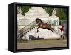 Lusitano Horse, Man Training Stallion In Dressage Steps, The High Leap-Carol Walker-Framed Stretched Canvas