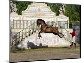 Lusitano Horse, Man Training Stallion In Dressage Steps, The High Leap-Carol Walker-Mounted Photographic Print