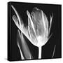 Lusty Tulip 2-Albert Koetsier-Framed Stretched Canvas