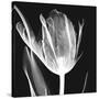 Lusty Tulip 2-Albert Koetsier-Stretched Canvas