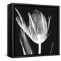 Lusty Tulip 2-Albert Koetsier-Framed Stretched Canvas