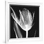 Lusty Tulip 2-Albert Koetsier-Framed Art Print