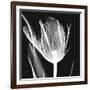 Lusty Tulip 2-Albert Koetsier-Framed Art Print