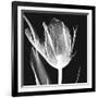 Lusty Tulip 2-Albert Koetsier-Framed Art Print