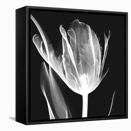 Lusty Tulip 2-Albert Koetsier-Framed Stretched Canvas