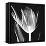 Lusty Tulip 2-Albert Koetsier-Framed Stretched Canvas