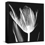 Lusty Tulip 2-Albert Koetsier-Framed Stretched Canvas