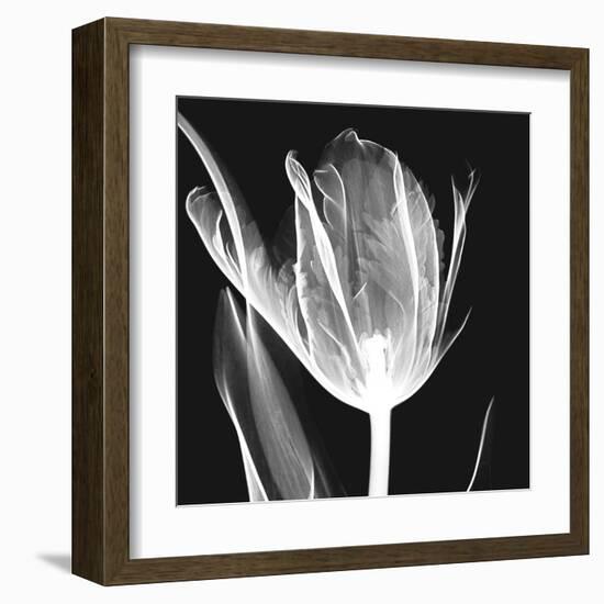 Lusty Tulip 2-Albert Koetsier-Framed Art Print