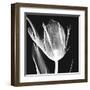 Lusty Tulip 2-Albert Koetsier-Framed Art Print