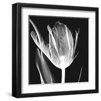 Lusty Tulip 2-Albert Koetsier-Framed Art Print