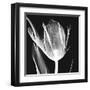 Lusty Tulip 2-Albert Koetsier-Framed Art Print