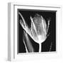 Lusty Tulip 2-Albert Koetsier-Framed Art Print