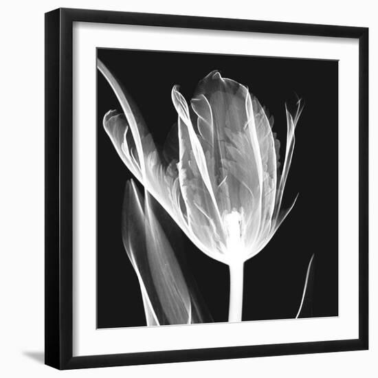 Lusty Tulip 2-Albert Koetsier-Framed Art Print