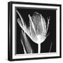 Lusty Tulip 2-Albert Koetsier-Framed Art Print