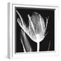 Lusty Tulip 2-Albert Koetsier-Framed Art Print