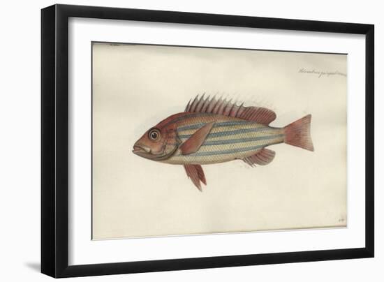 Lutjanus Quinquelineatus, before 1790-Johann Friedrich Hennig-Framed Giclee Print