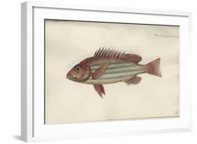 Lutjanus Quinquelineatus, before 1790-Johann Friedrich Hennig-Framed Giclee Print