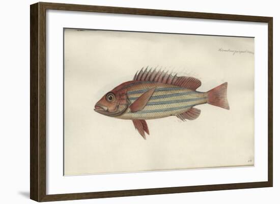 Lutjanus Quinquelineatus, before 1790-Johann Friedrich Hennig-Framed Giclee Print