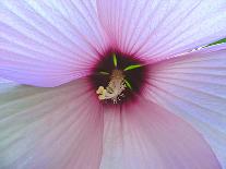 Hibiscus Flower-Luts-Laminated Photographic Print