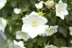 An assortment of flowers-Luuk Geertsen-Photo