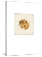 Luxe Ladybug-Morgan Yamada-Stretched Canvas