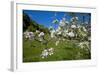 Luxembourg, Ansembourg, Castle Garden, Apple Tree Blossom, Spring-Chris Seba-Framed Photographic Print