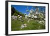 Luxembourg, Ansembourg, Castle Garden, Apple Tree Blossom, Spring-Chris Seba-Framed Photographic Print