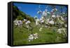 Luxembourg, Ansembourg, Castle Garden, Apple Tree Blossom, Spring-Chris Seba-Framed Stretched Canvas