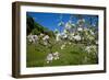 Luxembourg, Ansembourg, Castle Garden, Apple Tree Blossom, Spring-Chris Seba-Framed Photographic Print