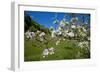 Luxembourg, Ansembourg, Castle Garden, Apple Tree Blossom, Spring-Chris Seba-Framed Photographic Print