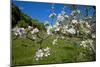 Luxembourg, Ansembourg, Castle Garden, Apple Tree Blossom, Spring-Chris Seba-Mounted Photographic Print
