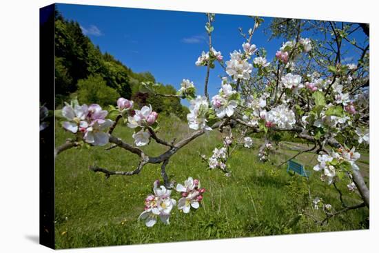 Luxembourg, Ansembourg, Castle Garden, Apple Tree Blossom, Spring-Chris Seba-Stretched Canvas