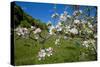 Luxembourg, Ansembourg, Castle Garden, Apple Tree Blossom, Spring-Chris Seba-Stretched Canvas