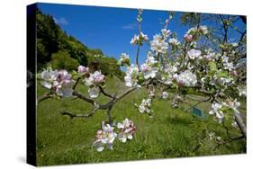 Luxembourg, Ansembourg, Castle Garden, Apple Tree Blossom, Spring-Chris Seba-Stretched Canvas