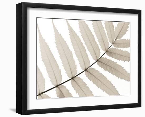 Luxurious Leaves-Assaf Frank-Framed Giclee Print