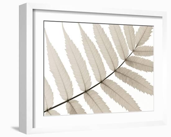 Luxurious Leaves-Assaf Frank-Framed Giclee Print