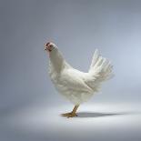 White Chicken-Luzia Ellert-Photographic Print