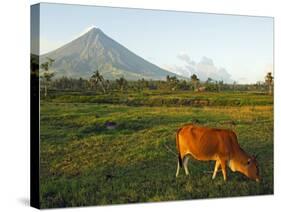 Luzon Island, Bicol Province, Mount Mayon Volcano, Philippines-Christian Kober-Stretched Canvas