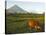 Luzon Island, Bicol Province, Mount Mayon Volcano, Philippines-Christian Kober-Stretched Canvas