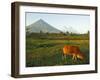Luzon Island, Bicol Province, Mount Mayon Volcano, Philippines-Christian Kober-Framed Photographic Print