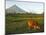 Luzon Island, Bicol Province, Mount Mayon Volcano, Philippines-Christian Kober-Mounted Photographic Print