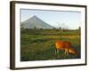 Luzon Island, Bicol Province, Mount Mayon Volcano, Philippines-Christian Kober-Framed Photographic Print