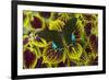 Luzon Peacock Swallowtail Butterfly from Philippines, Papilio Hermeli-Darrell Gulin-Framed Photographic Print