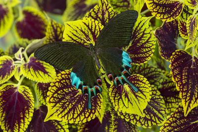 'Luzon Peacock Swallowtail Butterfly from Philippines, Papilio Hermeli ...