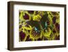 Luzon Peacock Swallowtail Butterfly from Philippines, Papilio Hermeli-Darrell Gulin-Framed Photographic Print