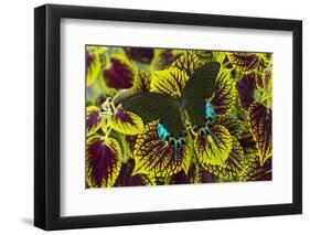 Luzon Peacock Swallowtail Butterfly from Philippines, Papilio Hermeli-Darrell Gulin-Framed Photographic Print