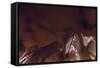 Lv Brown-Sebastien Lory-Framed Stretched Canvas