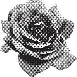 Halftone Rose-Lvnel-Art Print