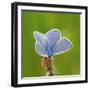 Lycaenidae, Male, Wilted Blossom-Harald Kroiss-Framed Premium Photographic Print