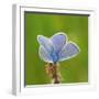 Lycaenidae, Male, Wilted Blossom-Harald Kroiss-Framed Premium Photographic Print